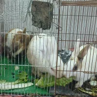 سه عدد خرگوش زرنگ