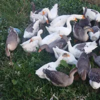 قوقاز های اصیل نژادارچاق|حیوانات مزرعه|ارومیه, |دیوار