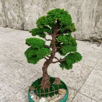 بونسای درخت جاودان ماسوال