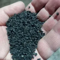 بذر پیاز خودمونی|گل و گیاه طبیعی|آباده, |دیوار