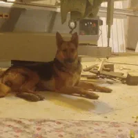 سگ ژرمن ورکلاین