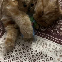 گربه پرشین ۵ ماهه|گربه|اردبیل, |دیوار