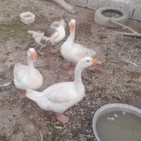 غاز ۴ عدد|حیوانات مزرعه|شوشتر, |دیوار