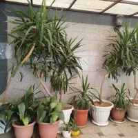 درختچه یوکا سایز بزرگ