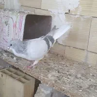 کبوتر بدرنگ