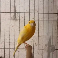 قناری نر پرتقالی شلاقی بخون