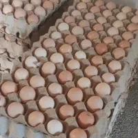 تخم مرغ محلی دونه ای 12000 شانه ای 360000