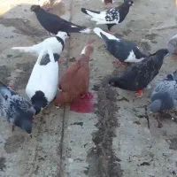 کبوترنروماده ازقلعه هست200 عروس هلندی طوطی گرینجیک