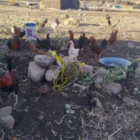 خروس  یک سال|حیوانات مزرعه|گوآور, |دیوار