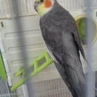 عروس  مولد با لانه