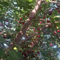 آلبالو قدیمی بسیار خوشمزه
