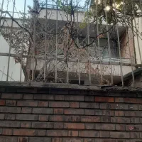 امیرآباد شمالی سیندخت شمالی،۱۱۵مترکلنگی