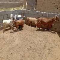 فروش بز کهره دار  وکهره نر