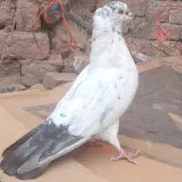 ۶ عدد پرنده