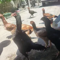 مرغ لاری جوان تخمگزار کرچ شو