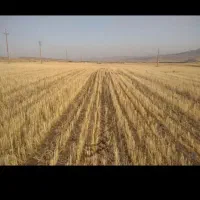 زمین کشاورزی  دیمی