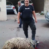 قصاب سیار|حیوانات مزرعه|قزوین, |دیوار