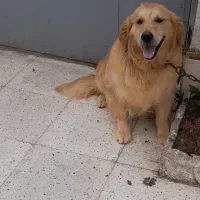 گلدن نربااصالت جهت کشش با گلدن ماده شما|سگ|لاهیجان, بازکیاگوراب|دیوار