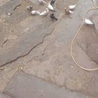 کبوتر