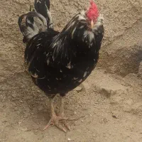 خروس گلین اصل