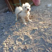 سگ پا کوتاه. سه ماه