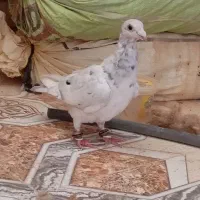 کفتر سرور|پرنده|تربت جام, جامرود|دیوار