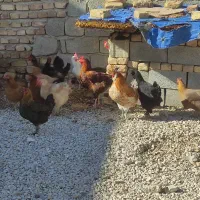 ده مرغ جوان تخم گذار