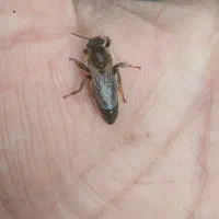 زنبورعسل باکره