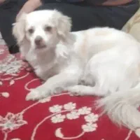 سگ پامر تربیت شده