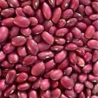 فروش لوبیا درجه یک