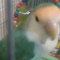 کوتوله|پرنده|اصفهان, فردوان|دیوار