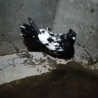 6تا کبوتر ماده|پرنده|مسجد سلیمان, |دیوار