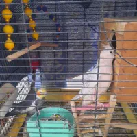 یک جفت عروس هلندی|پرنده|تهران, شکوفه (عبدل آباد)|دیوار