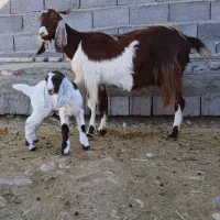 بز به همراه بزغاله