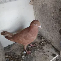 کفتر کبوتر|پرنده|تربت‌حیدریه, کوی شهید احمدزاده ملکی|دیوار