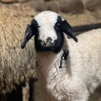 گوسفند زنده با قصاب وباسکو دیجتال