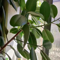 فیکوس طبیعی|گل و گیاه طبیعی|میاندوآب, |دیوار