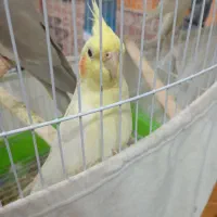 عروس هلندی و یک جفت مرغ عشق