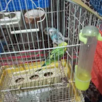 مرغ عشق|پرنده|تهران, هرندی|دیوار