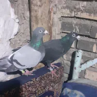 کفتر جفتگاه