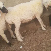 گوسفند ابست و بره گوشتی|حیوانات مزرعه|زابل, |دیوار