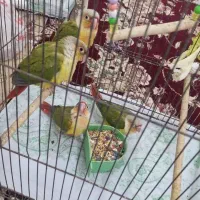 پرنده|پرنده|بهبهان, |دیوار