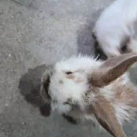 لپ خرگوش|موش و خرگوش|برازجان, |دیوار