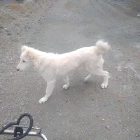 توله سگ 4 ماهه نر سفید یک دست