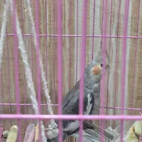 فروش ۲ عدد جوجه عروس هلندی|پرنده|اهواز, منازل سپاه|دیوار