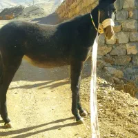 قاطر ماده7ماهه|حیوانات مزرعه|پاوه, |دیوار