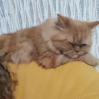 واگذاری گربه|گربه|اردبیل, |دیوار