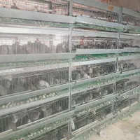 بلدرچین تخمگذار وگوشتی