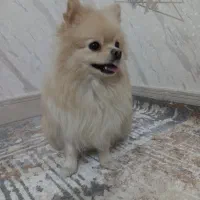 پامرانین سایز صفر