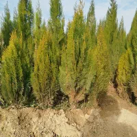 نهال مرکبات وسیاه درخت